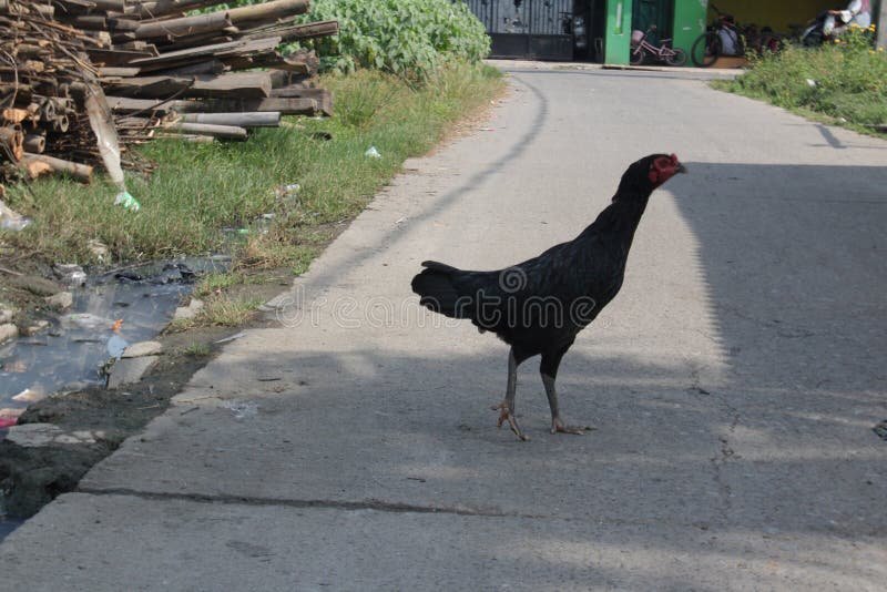 Chicken road joc în Romania